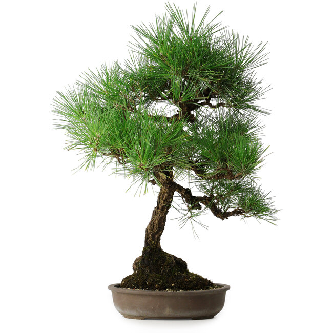 Pinus thunbergii, 50 cm, ± 25 jaar oud