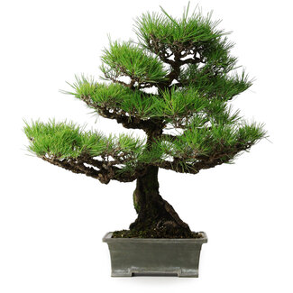 Pinus thunbergii, 56,5 cm, ± 25 ans