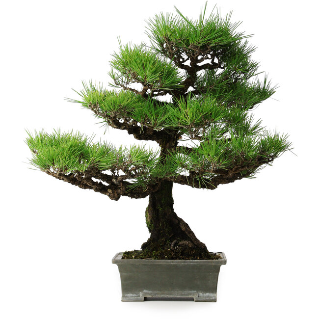 Pinus thunbergii, 56,5 cm, ± 25 jaar oud