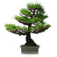 Pinus thunbergii, 56,5 cm, ± 25 ans