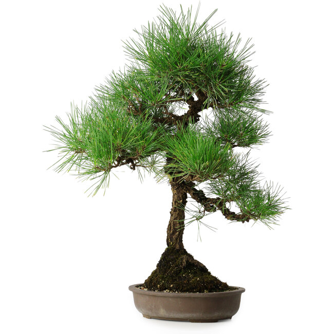 Pinus thunbergii, 50 cm, ± 25 years old