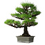 Pinus thunbergii, 56,5 cm, ± 25 ans