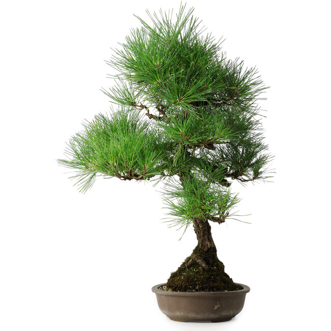 Pinus thunbergii, 50 cm, ± 25 ans