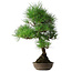 Pinus thunbergii, 50 cm, ± 25 jaar oud