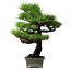 Pinus thunbergii, 56,5 cm, ± 25 ans