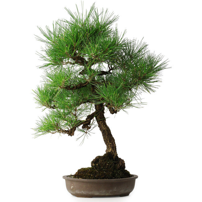 Pinus thunbergii, 50 cm, ± 25 Jahre alt