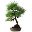 Pinus thunbergii, 50 cm, ± 25 jaar oud