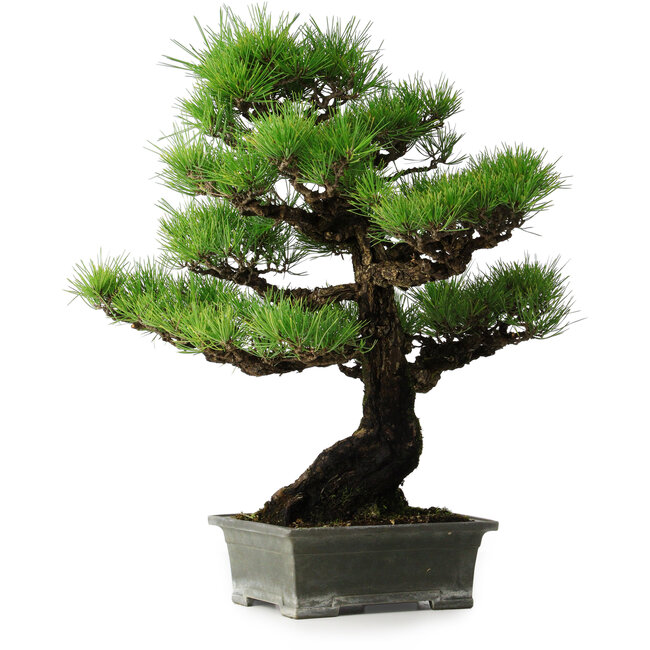 Pinus thunbergii, 56,5 cm, ± 25 Jahre alt