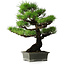 Pinus thunbergii, 56,5 cm, ± 25 ans