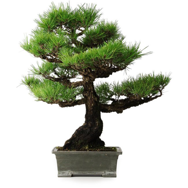 Pinus thunbergii, 56,5 cm, ± 25 ans