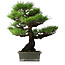 Pinus thunbergii, 56,5 cm, ± 25 jaar oud