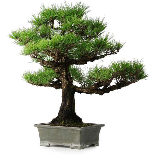 Pinus thunbergii, 56,5 cm, ± 25 years old