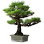 Pinus thunbergii, 56,5 cm, ± 25 ans