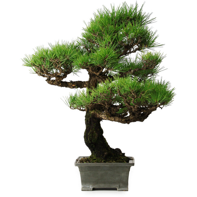 Pinus thunbergii, 56,5 cm, ± 25 jaar oud