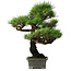 Pinus thunbergii, 56,5 cm, ± 25 jaar oud