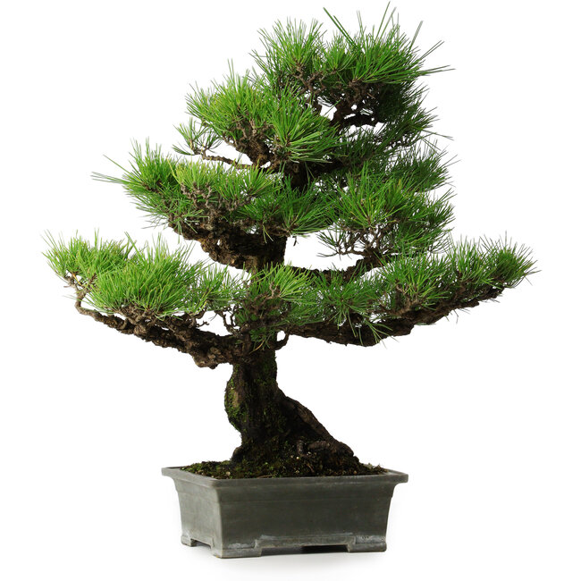 Pinus thunbergii, 56,5 cm, ± 25 Jahre alt
