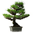 Pinus thunbergii, 56,5 cm, ± 25 ans