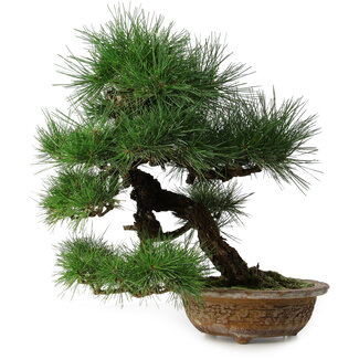 Pinus thunbergii, 54,5 cm, ± 35 jaar oud