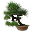 Pinus thunbergii, 54,5 cm, ± 35 jaar oud