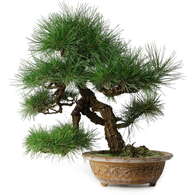 Pinus thunbergii, 54,5 cm, ± 35 anni