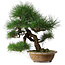 Pinus thunbergii, 54,5 cm, ± 35 jaar oud