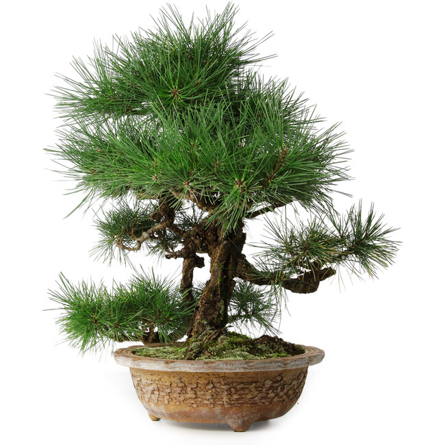 Pinus thunbergii, 54,5 cm, ± 35 anni