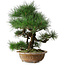 Pinus thunbergii, 54,5 cm, ± 35 jaar oud