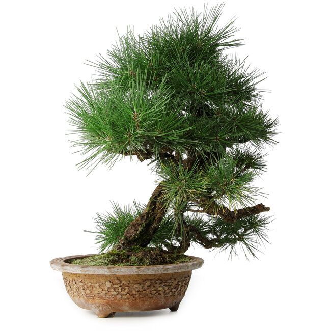 Pinus thunbergii, 54,5 cm, ± 35 ans
