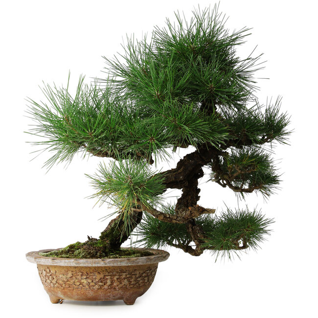 Pinus thunbergii, 54,5 cm, ± 35 ans