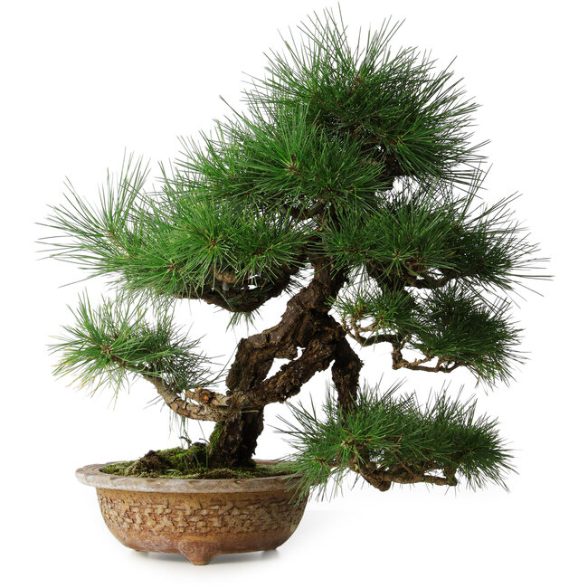 Pinus thunbergii, 54,5 cm, ± 35 years old