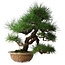 Pinus thunbergii, 54,5 cm, ± 35 jaar oud