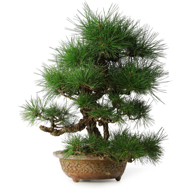 Pinus thunbergii, 54,5 cm, ± 35 ans