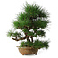 Pinus thunbergii, 54,5 cm, ± 35 ans
