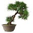 Pinus thunbergii, 49 cm, ± 25 jaar oud, in een gebroken pot