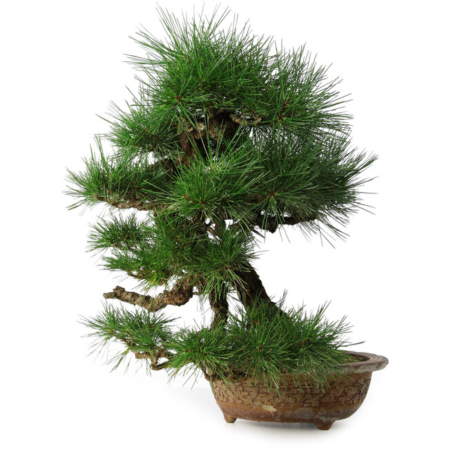 Pinus thunbergii, 54,5 cm, ± 35 years old