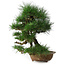 Pinus thunbergii, 54,5 cm, ± 35 ans