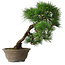 Pinus thunbergii, 49 cm, ± 25 jaar oud, in een gebroken pot