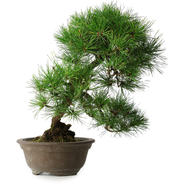 Pinus thunbergii, 49 cm, ± 25 jaar oud, in een gebroken pot