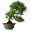 Pinus thunbergii, 49 cm, ± 25 jaar oud, in een gebroken pot