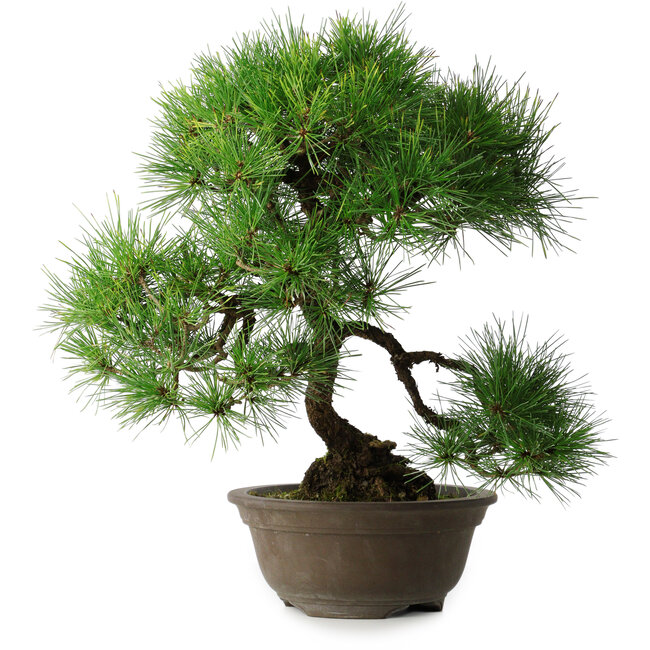 Pinus thunbergii, 49 cm, ± 25 jaar oud, in een gebroken pot