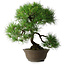 Pinus thunbergii, 49 cm, ± 25 jaar oud, in een gebroken pot