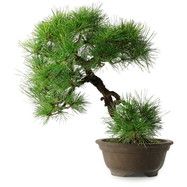 Pinus thunbergii, 49 cm, ± 25 jaar oud, in een gebroken pot