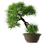 Pinus thunbergii, 49 cm, ± 25 ans, dans un pot cassé