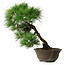 Pinus thunbergii, 49 cm, ± 25 jaar oud, in een gebroken pot