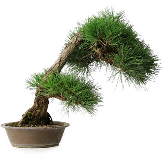 Pinus thunbergii, 51,5 cm, ± 25 jaar oud