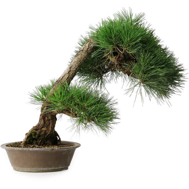 Pinus thunbergii, 51,5 cm, ± 25 jaar oud, in een pot met een chip van de rand