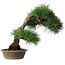 Pinus thunbergii, 51,5 cm, ± 25 ans, dans un pot avec un éclat du bord