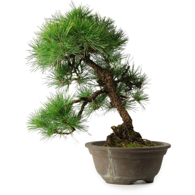 Pinus thunbergii, 49 cm, ± 25 jaar oud, in een gebroken pot