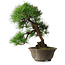 Pinus thunbergii, 49 cm, ± 25 jaar oud, in een gebroken pot