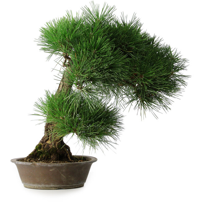 Pinus thunbergii, 51,5 cm, ± 25 ans, dans un pot avec un éclat du bord